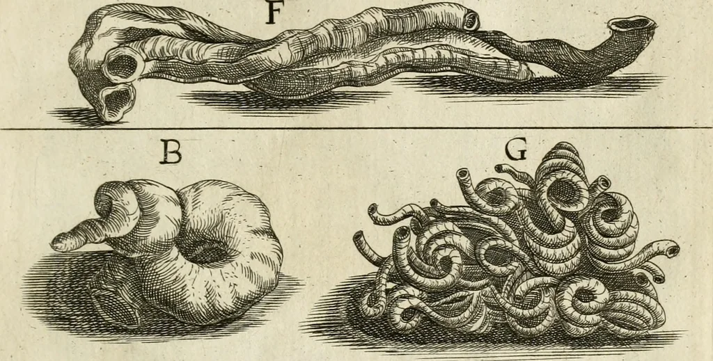 An illustration from Recreatio mentis, et oculi in observatione animalium testaceorum Italico sermone primum proposita ... nunc ... Latine oblata centum additis testaceorum iconibus .., 1684, leaf 327