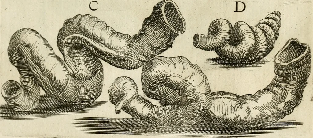 An illustration from Recreatio mentis, et oculi in observatione animalium testaceorum Italico sermone primum proposita ... nunc ... Latine oblata centum additis testaceorum iconibus .., 1684, leaf 327