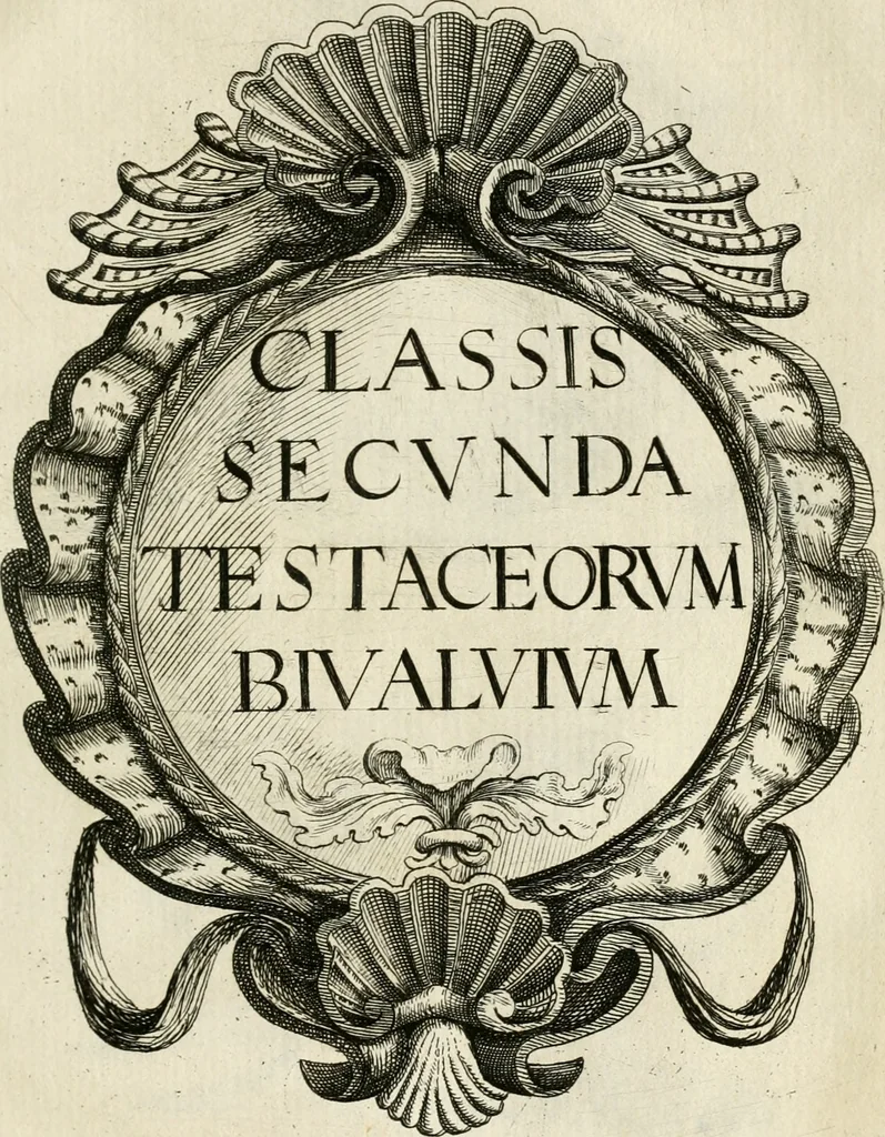 An illustration from Recreatio mentis, et oculi in observatione animalium testaceorum Italico sermone primum proposita ... nunc ... Latine oblata centum additis testaceorum iconibus .., 1684, leaf 329