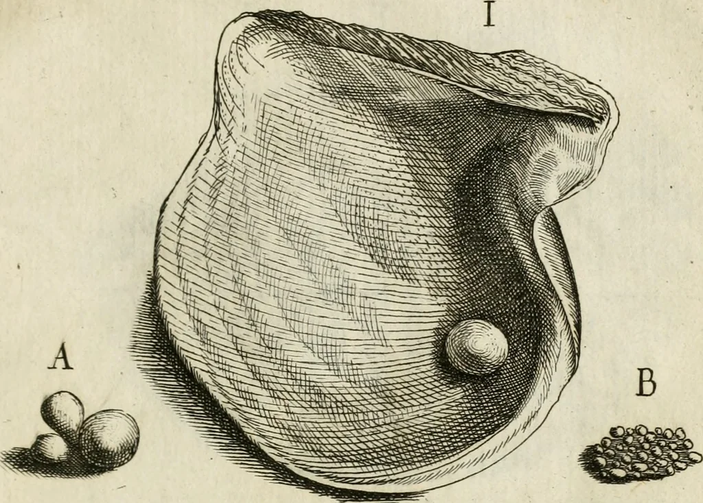 An illustration from Recreatio mentis, et oculi in observatione animalium testaceorum Italico sermone primum proposita ... nunc ... Latine oblata centum additis testaceorum iconibus .., 1684, leaf 331