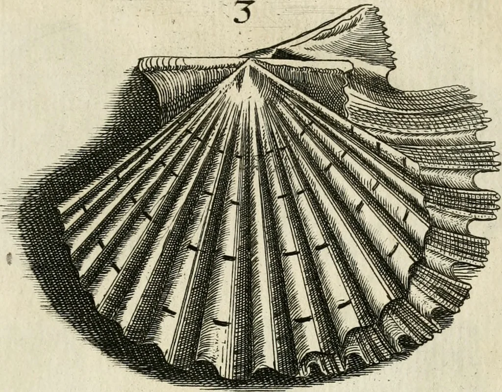 An illustration from Recreatio mentis, et oculi in observatione animalium testaceorum Italico sermone primum proposita ... nunc ... Latine oblata centum additis testaceorum iconibus .., 1684, leaf 333