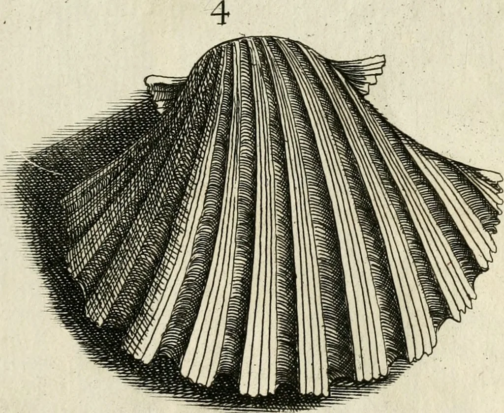 An illustration from Recreatio mentis, et oculi in observatione animalium testaceorum Italico sermone primum proposita ... nunc ... Latine oblata centum additis testaceorum iconibus .., 1684, leaf 333