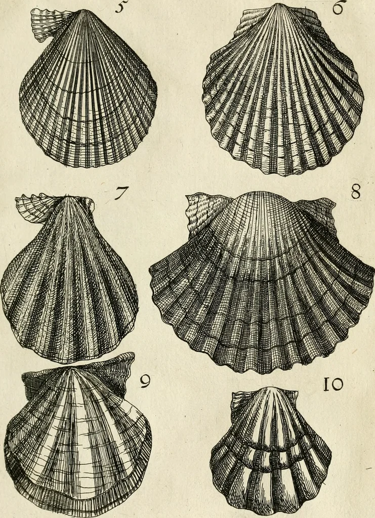 An illustration from Recreatio mentis, et oculi in observatione animalium testaceorum Italico sermone primum proposita ... nunc ... Latine oblata centum additis testaceorum iconibus .., 1684, leaf 335