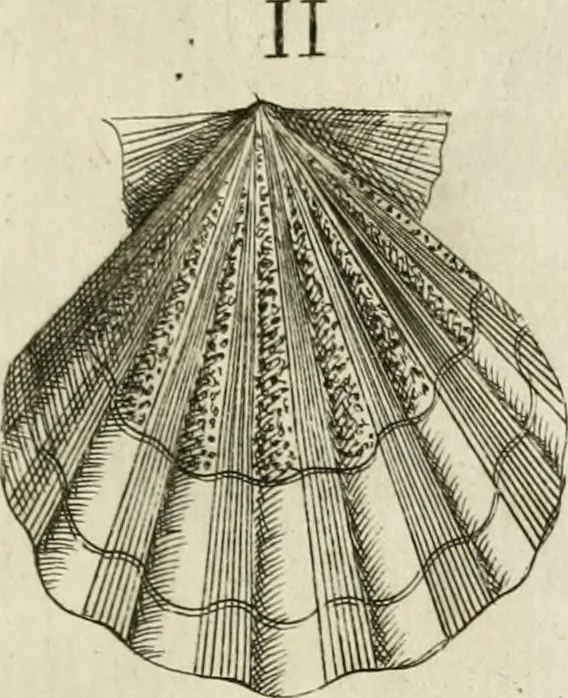 An illustration from Recreatio mentis, et oculi in observatione animalium testaceorum Italico sermone primum proposita ... nunc ... Latine oblata centum additis testaceorum iconibus .., 1684, leaf 337