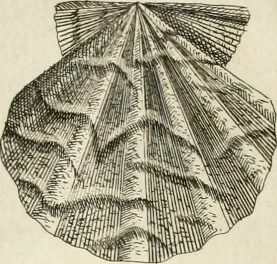 An illustration from Recreatio mentis, et oculi in observatione animalium testaceorum Italico sermone primum proposita ... nunc ... Latine oblata centum additis testaceorum iconibus .., 1684, leaf 337