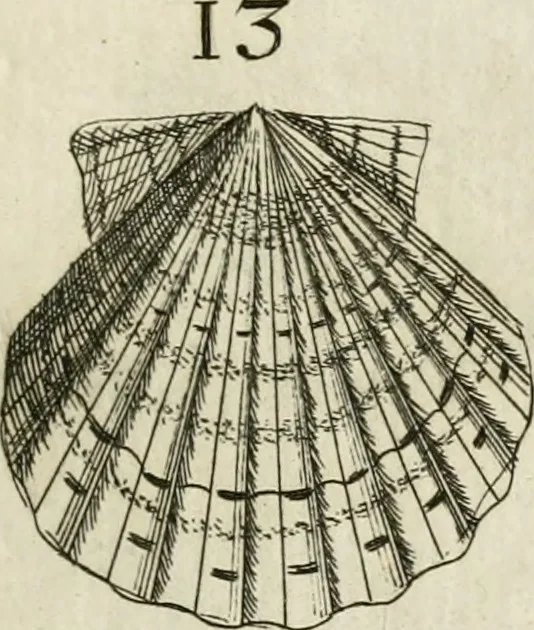 An illustration from Recreatio mentis, et oculi in observatione animalium testaceorum Italico sermone primum proposita ... nunc ... Latine oblata centum additis testaceorum iconibus .., 1684, leaf 337