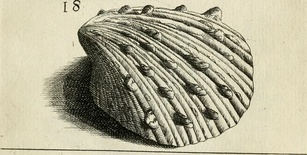 An illustration from Recreatio mentis, et oculi in observatione animalium testaceorum Italico sermone primum proposita ... nunc ... Latine oblata centum additis testaceorum iconibus .., 1684, leaf 339