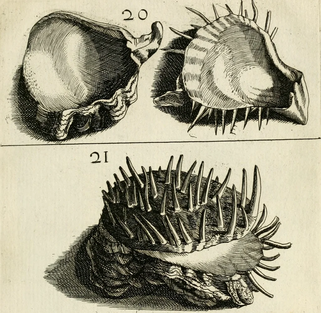 An illustration from Recreatio mentis, et oculi in observatione animalium testaceorum Italico sermone primum proposita ... nunc ... Latine oblata centum additis testaceorum iconibus .., 1684, leaf 341