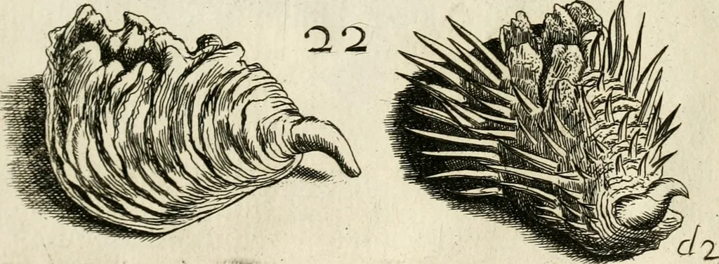 An illustration from Recreatio mentis, et oculi in observatione animalium testaceorum Italico sermone primum proposita ... nunc ... Latine oblata centum additis testaceorum iconibus .., 1684, leaf 341