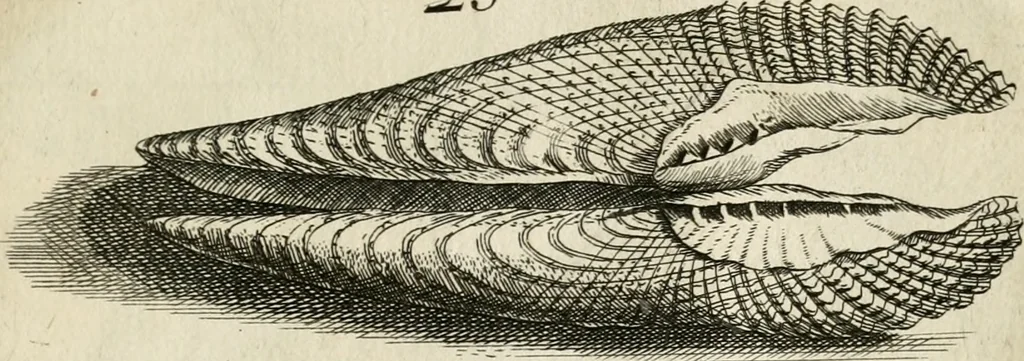 An illustration from Recreatio mentis, et oculi in observatione animalium testaceorum Italico sermone primum proposita ... nunc ... Latine oblata centum additis testaceorum iconibus .., 1684, leaf 345