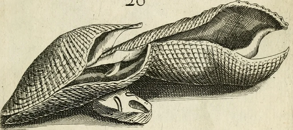An illustration from Recreatio mentis, et oculi in observatione animalium testaceorum Italico sermone primum proposita ... nunc ... Latine oblata centum additis testaceorum iconibus .., 1684, leaf 345