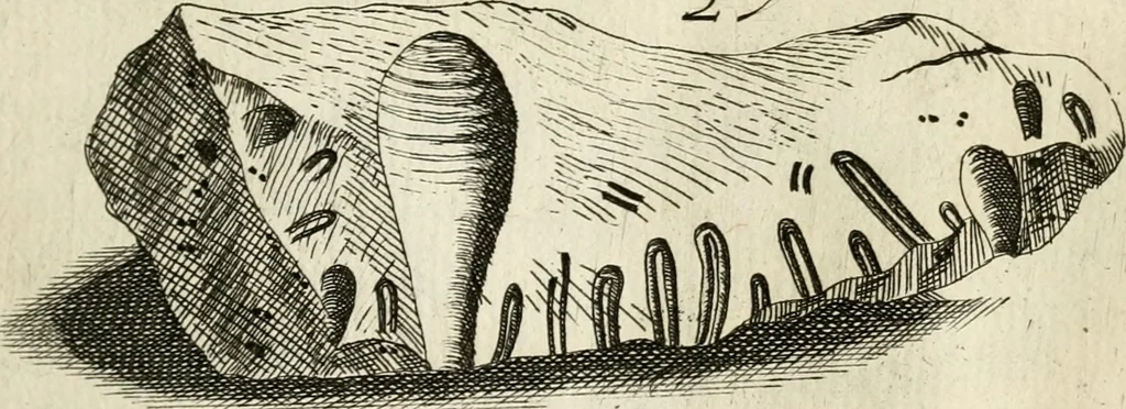 An illustration from Recreatio mentis, et oculi in observatione animalium testaceorum Italico sermone primum proposita ... nunc ... Latine oblata centum additis testaceorum iconibus .., 1684, leaf 345