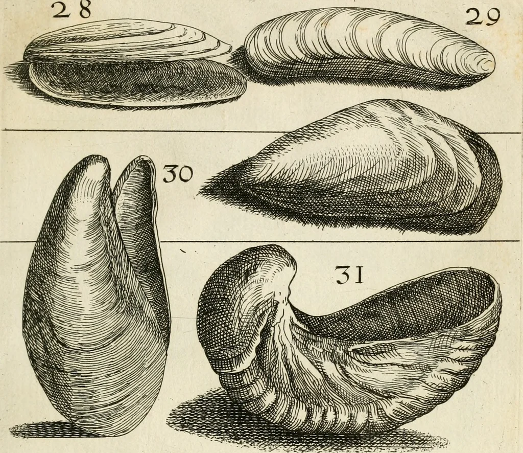 An illustration from Recreatio mentis, et oculi in observatione animalium testaceorum Italico sermone primum proposita ... nunc ... Latine oblata centum additis testaceorum iconibus .., 1684, leaf 347