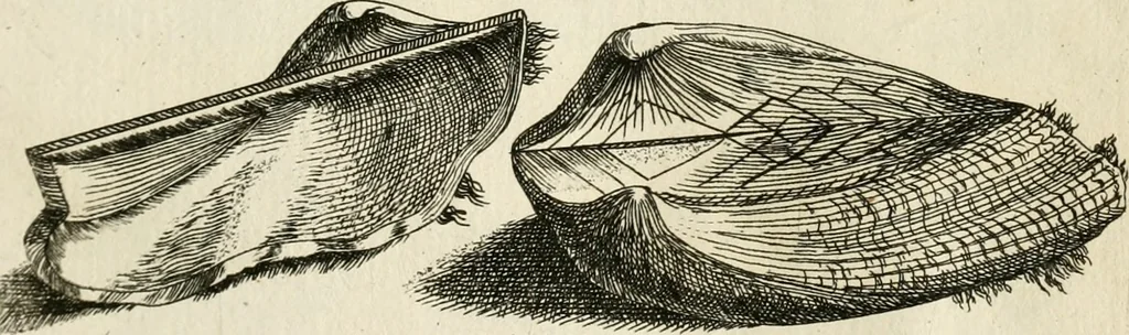 An illustration from Recreatio mentis, et oculi in observatione animalium testaceorum Italico sermone primum proposita ... nunc ... Latine oblata centum additis testaceorum iconibus .., 1684, leaf 347