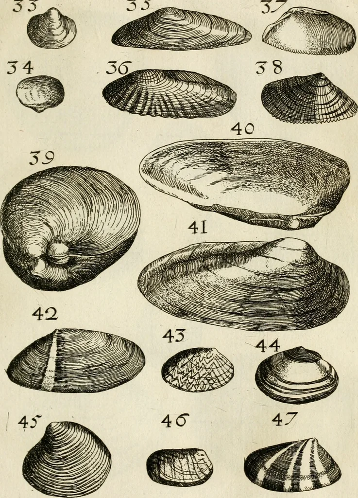An illustration from Recreatio mentis, et oculi in observatione animalium testaceorum Italico sermone primum proposita ... nunc ... Latine oblata centum additis testaceorum iconibus .., 1684, leaf 349