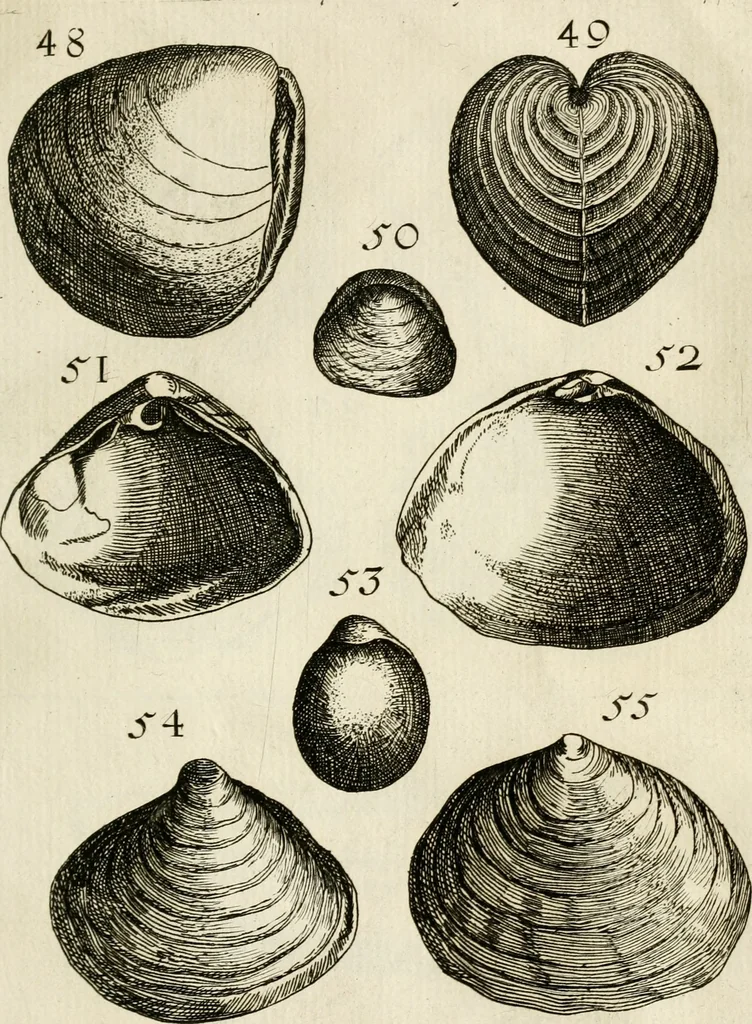 An illustration from Recreatio mentis, et oculi in observatione animalium testaceorum Italico sermone primum proposita ... nunc ... Latine oblata centum additis testaceorum iconibus .., 1684, leaf 351