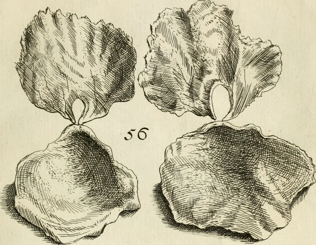An illustration from Recreatio mentis, et oculi in observatione animalium testaceorum Italico sermone primum proposita ... nunc ... Latine oblata centum additis testaceorum iconibus .., 1684, leaf 353