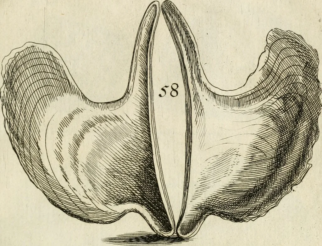 An illustration from Recreatio mentis, et oculi in observatione animalium testaceorum Italico sermone primum proposita ... nunc ... Latine oblata centum additis testaceorum iconibus .., 1684, leaf 355