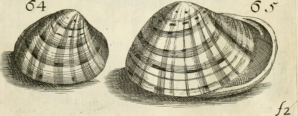 An illustration from Recreatio mentis, et oculi in observatione animalium testaceorum Italico sermone primum proposita ... nunc ... Latine oblata centum additis testaceorum iconibus .., 1684, leaf 357