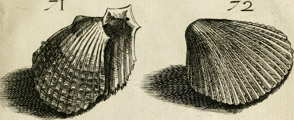 An illustration from Recreatio mentis, et oculi in observatione animalium testaceorum Italico sermone primum proposita ... nunc ... Latine oblata centum additis testaceorum iconibus .., 1684, leaf 359