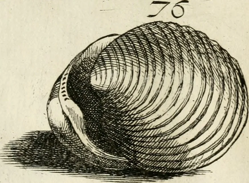 An illustration from Recreatio mentis, et oculi in observatione animalium testaceorum Italico sermone primum proposita ... nunc ... Latine oblata centum additis testaceorum iconibus .., 1684, leaf 359