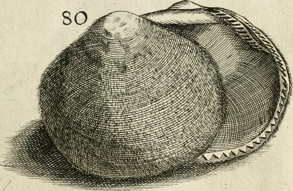 An illustration from Recreatio mentis, et oculi in observatione animalium testaceorum Italico sermone primum proposita ... nunc ... Latine oblata centum additis testaceorum iconibus .., 1684, leaf 361