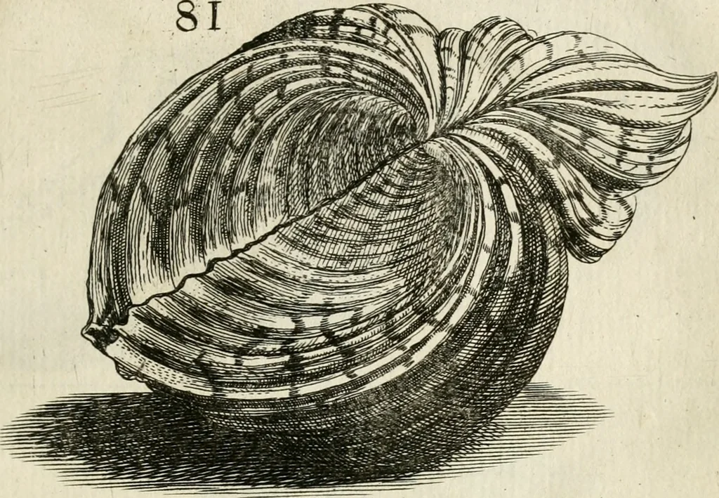 An illustration from Recreatio mentis, et oculi in observatione animalium testaceorum Italico sermone primum proposita ... nunc ... Latine oblata centum additis testaceorum iconibus .., 1684, leaf 363