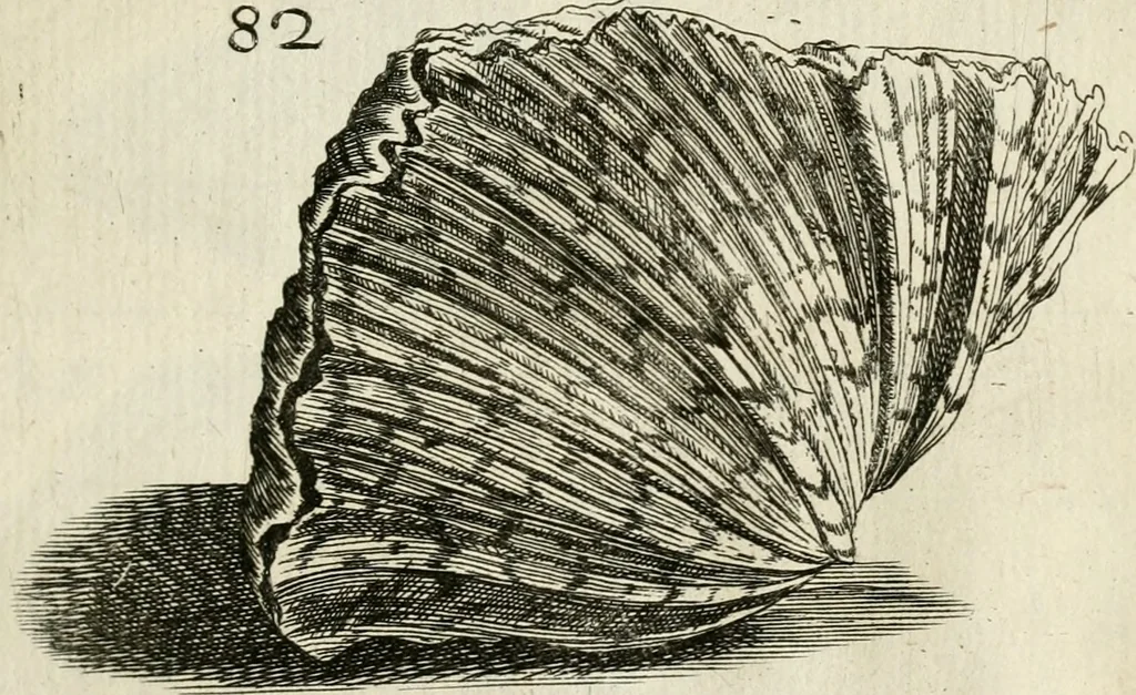 An illustration from Recreatio mentis, et oculi in observatione animalium testaceorum Italico sermone primum proposita ... nunc ... Latine oblata centum additis testaceorum iconibus .., 1684, leaf 363