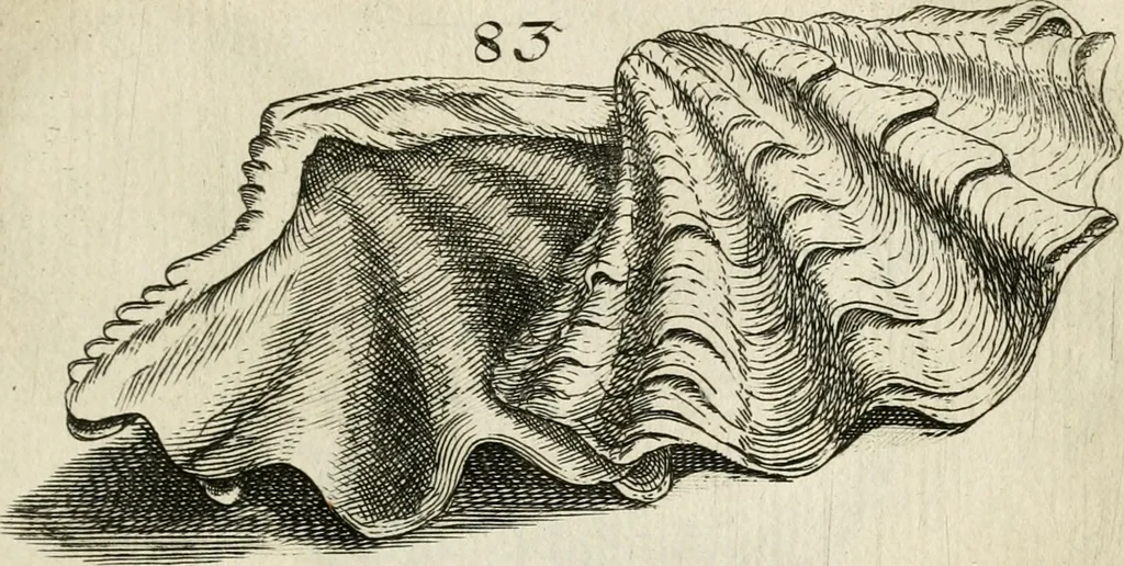 An illustration from Recreatio mentis, et oculi in observatione animalium testaceorum Italico sermone primum proposita ... nunc ... Latine oblata centum additis testaceorum iconibus .., 1684, leaf 367
