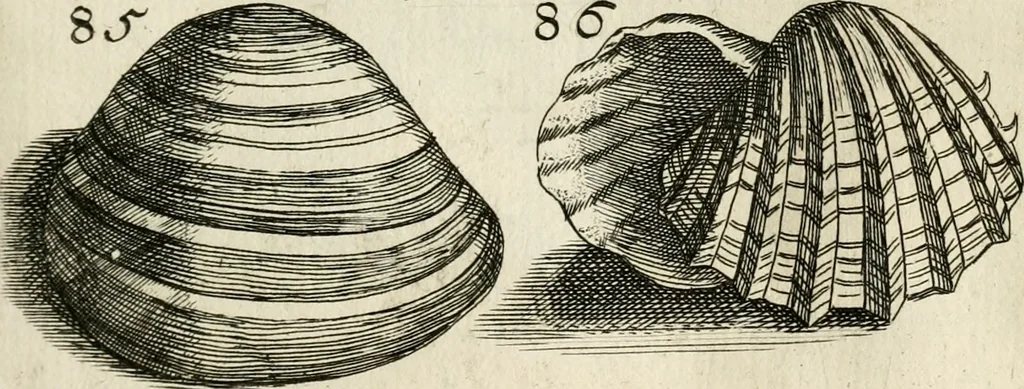 An illustration from Recreatio mentis, et oculi in observatione animalium testaceorum Italico sermone primum proposita ... nunc ... Latine oblata centum additis testaceorum iconibus .., 1684, leaf 367