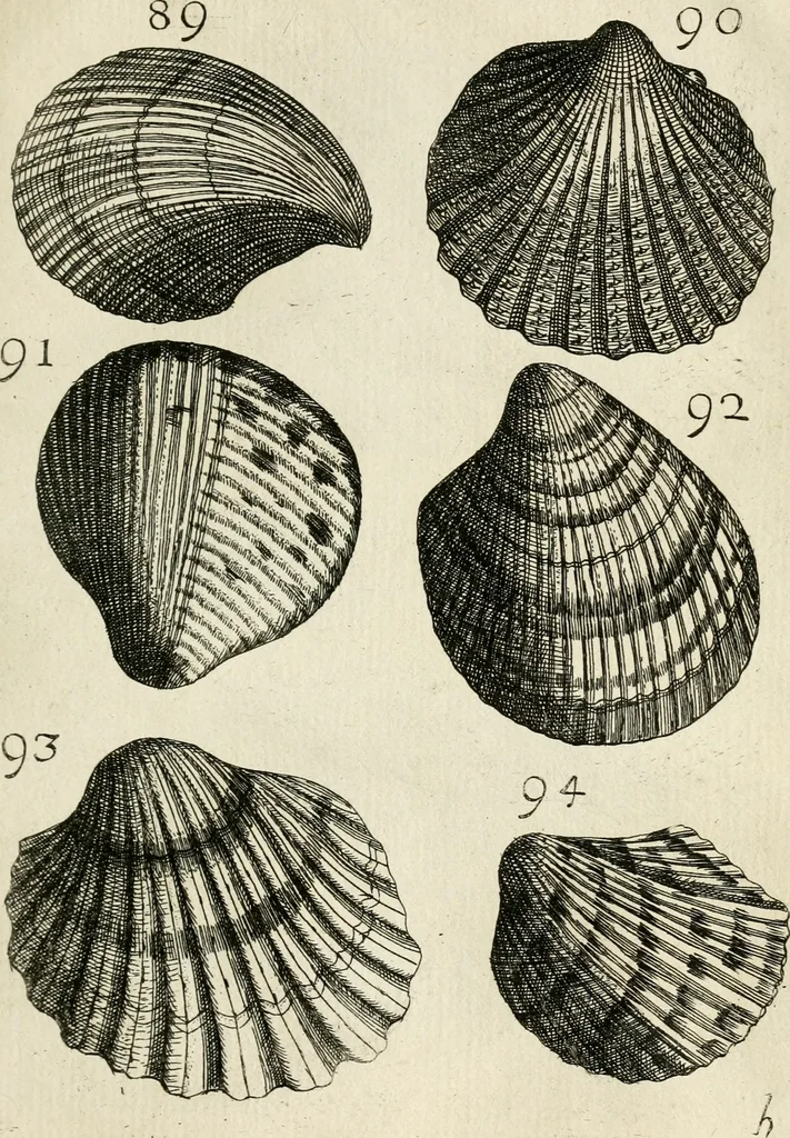 An illustration from Recreatio mentis, et oculi in observatione animalium testaceorum Italico sermone primum proposita ... nunc ... Latine oblata centum additis testaceorum iconibus .., 1684, leaf 369