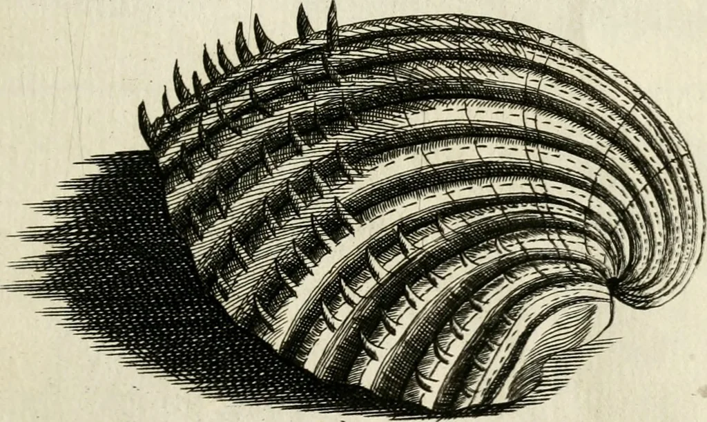 An illustration from Recreatio mentis, et oculi in observatione animalium testaceorum Italico sermone primum proposita ... nunc ... Latine oblata centum additis testaceorum iconibus .., 1684, leaf 371