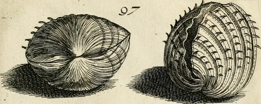 An illustration from Recreatio mentis, et oculi in observatione animalium testaceorum Italico sermone primum proposita ... nunc ... Latine oblata centum additis testaceorum iconibus .., 1684, leaf 373