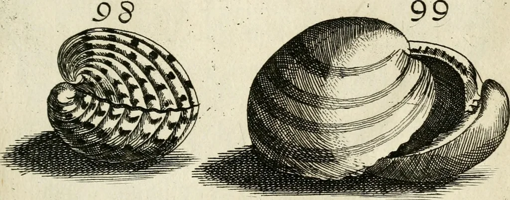 An illustration from Recreatio mentis, et oculi in observatione animalium testaceorum Italico sermone primum proposita ... nunc ... Latine oblata centum additis testaceorum iconibus .., 1684, leaf 373