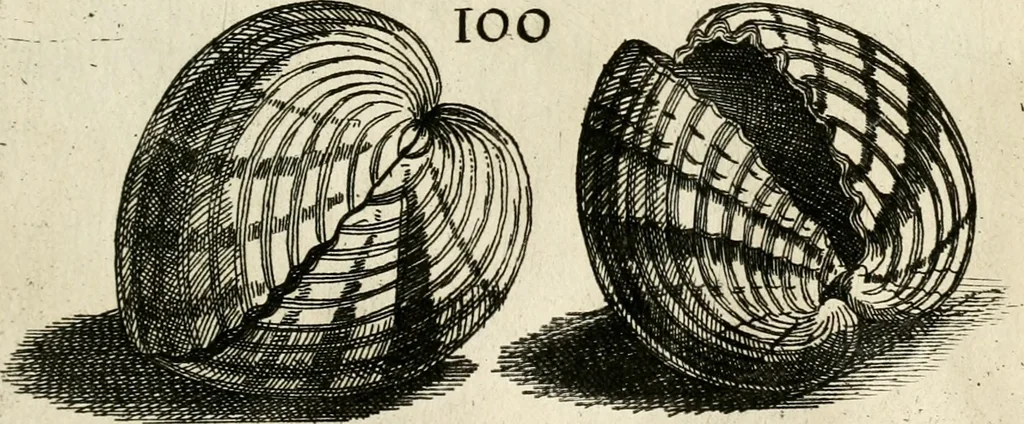 An illustration from Recreatio mentis, et oculi in observatione animalium testaceorum Italico sermone primum proposita ... nunc ... Latine oblata centum additis testaceorum iconibus .., 1684, leaf 373