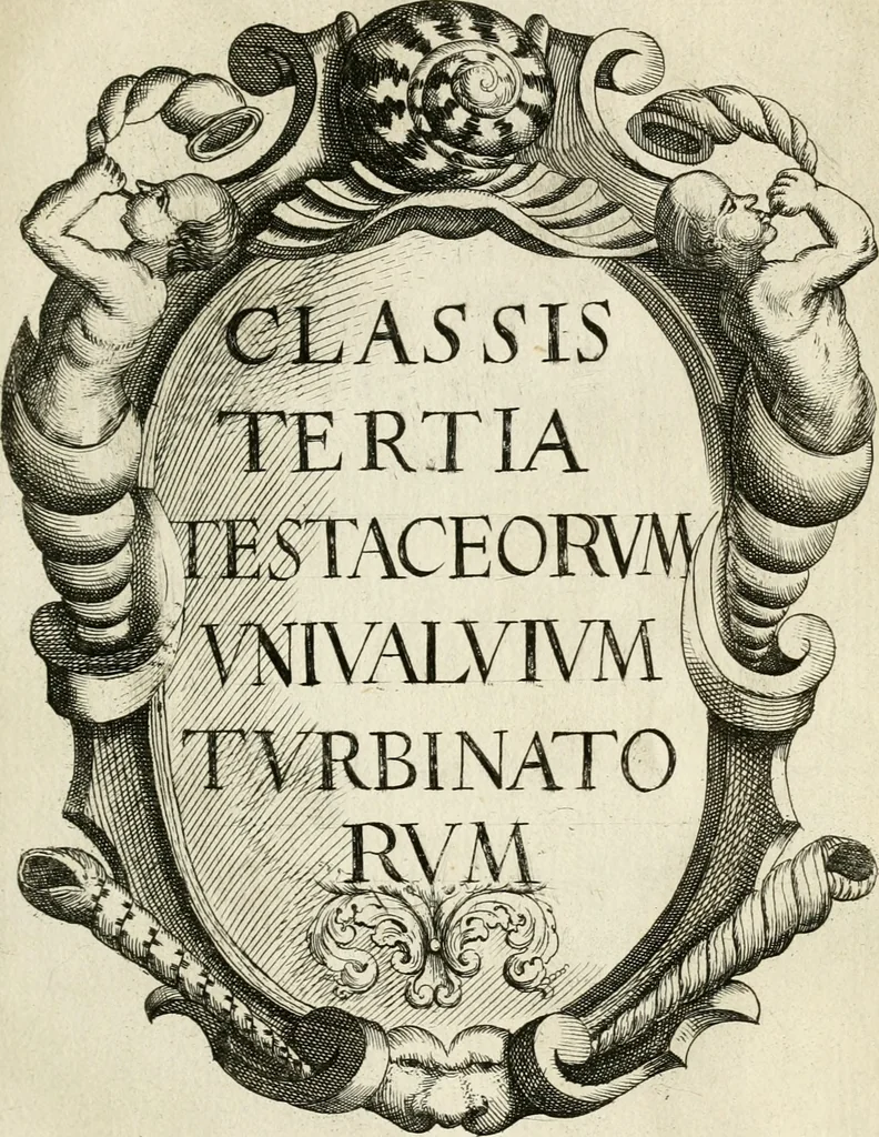 An illustration from Recreatio mentis, et oculi in observatione animalium testaceorum Italico sermone primum proposita ... nunc ... Latine oblata centum additis testaceorum iconibus .., 1684, leaf 375