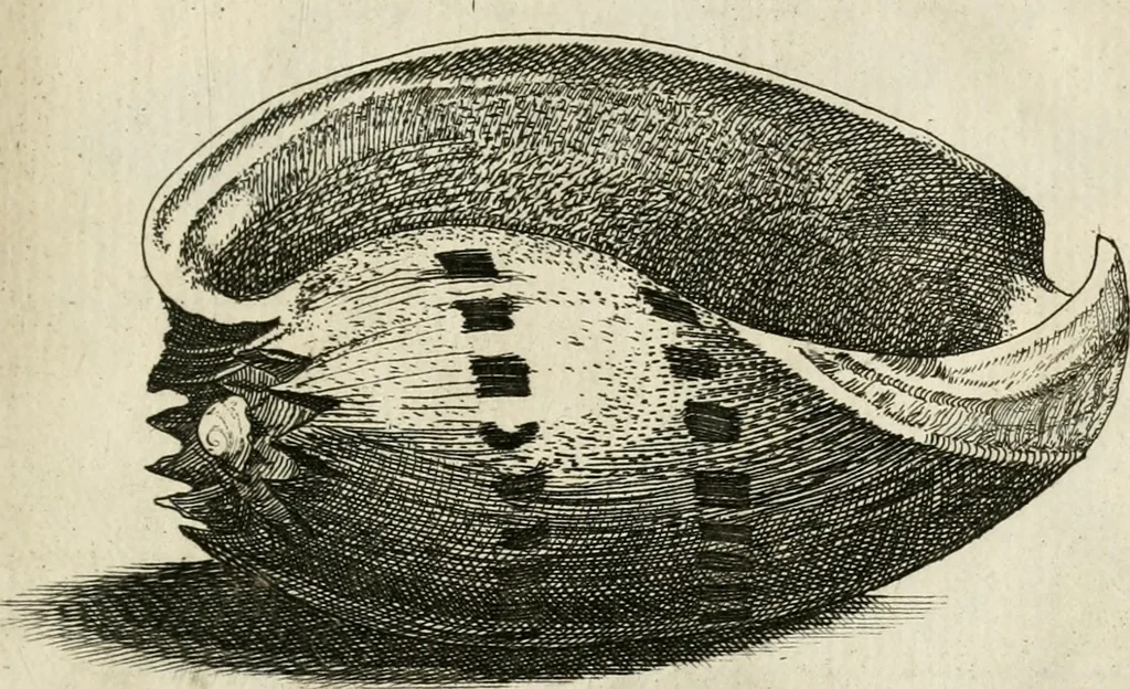 An illustration from Recreatio mentis, et oculi in observatione animalium testaceorum Italico sermone primum proposita ... nunc ... Latine oblata centum additis testaceorum iconibus .., 1684, leaf 377