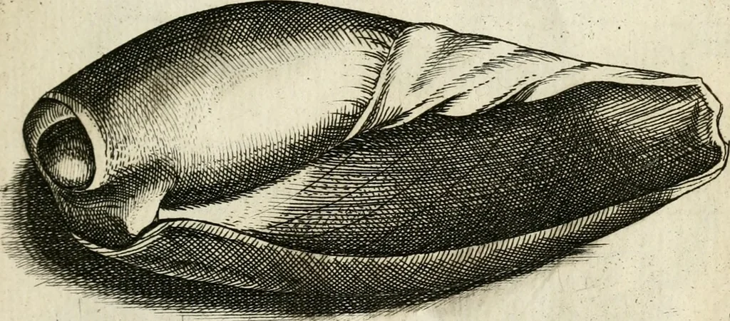 An illustration from Recreatio mentis, et oculi in observatione animalium testaceorum Italico sermone primum proposita ... nunc ... Latine oblata centum additis testaceorum iconibus .., 1684, leaf 377