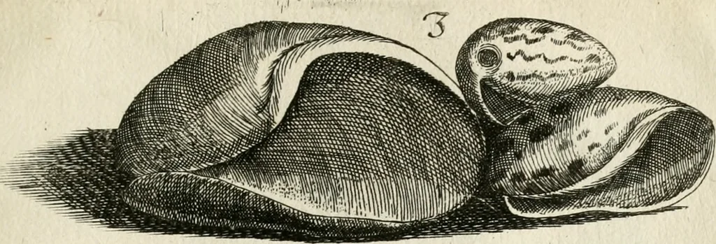 An illustration from Recreatio mentis, et oculi in observatione animalium testaceorum Italico sermone primum proposita ... nunc ... Latine oblata centum additis testaceorum iconibus .., 1684, leaf 379