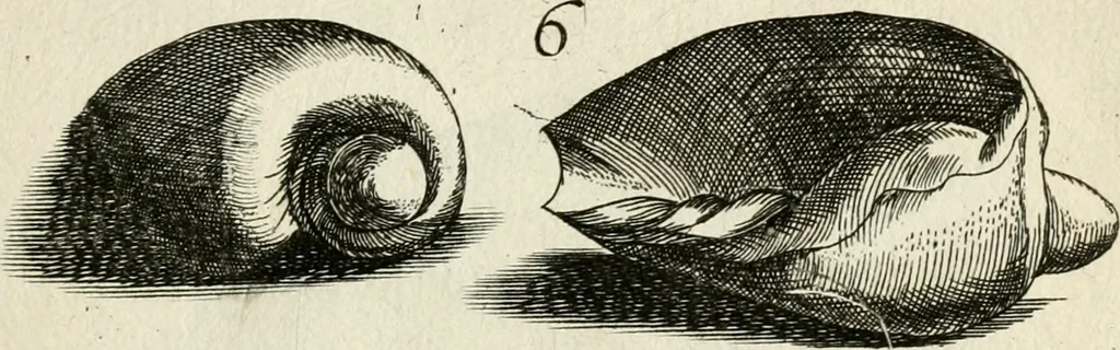 An illustration from Recreatio mentis, et oculi in observatione animalium testaceorum Italico sermone primum proposita ... nunc ... Latine oblata centum additis testaceorum iconibus .., 1684, leaf 379