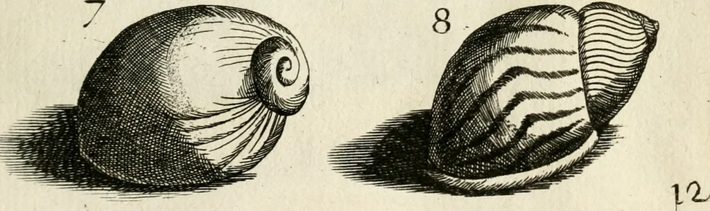 An illustration from Recreatio mentis, et oculi in observatione animalium testaceorum Italico sermone primum proposita ... nunc ... Latine oblata centum additis testaceorum iconibus .., 1684, leaf 379