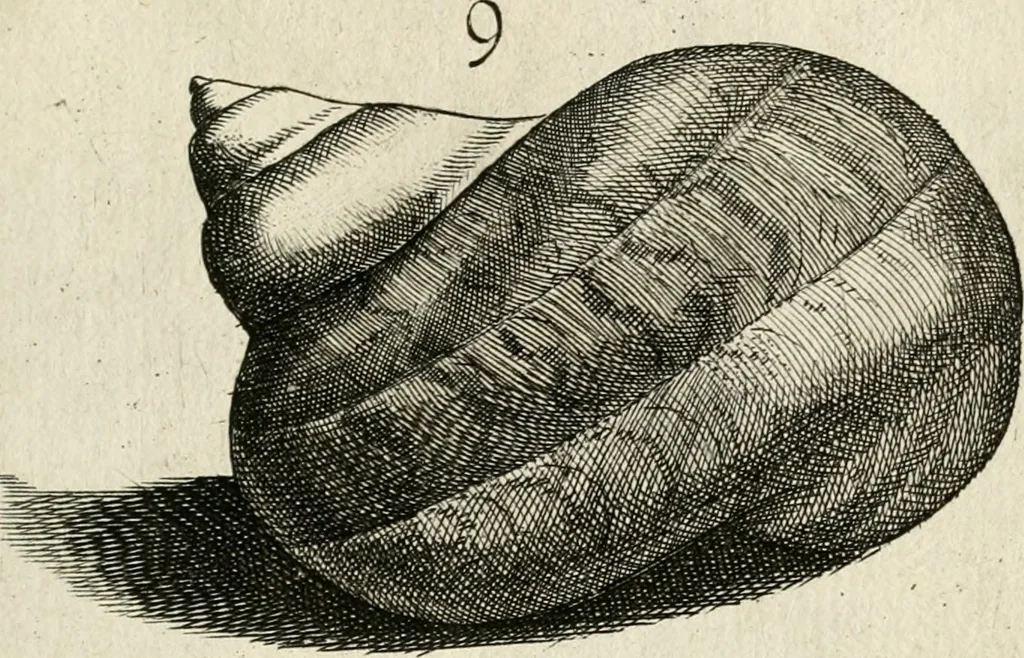 An illustration from Recreatio mentis, et oculi in observatione animalium testaceorum Italico sermone primum proposita ... nunc ... Latine oblata centum additis testaceorum iconibus .., 1684, leaf 381