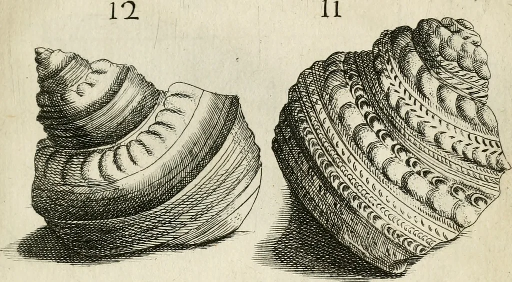 An illustration from Recreatio mentis, et oculi in observatione animalium testaceorum Italico sermone primum proposita ... nunc ... Latine oblata centum additis testaceorum iconibus .., 1684, leaf 383