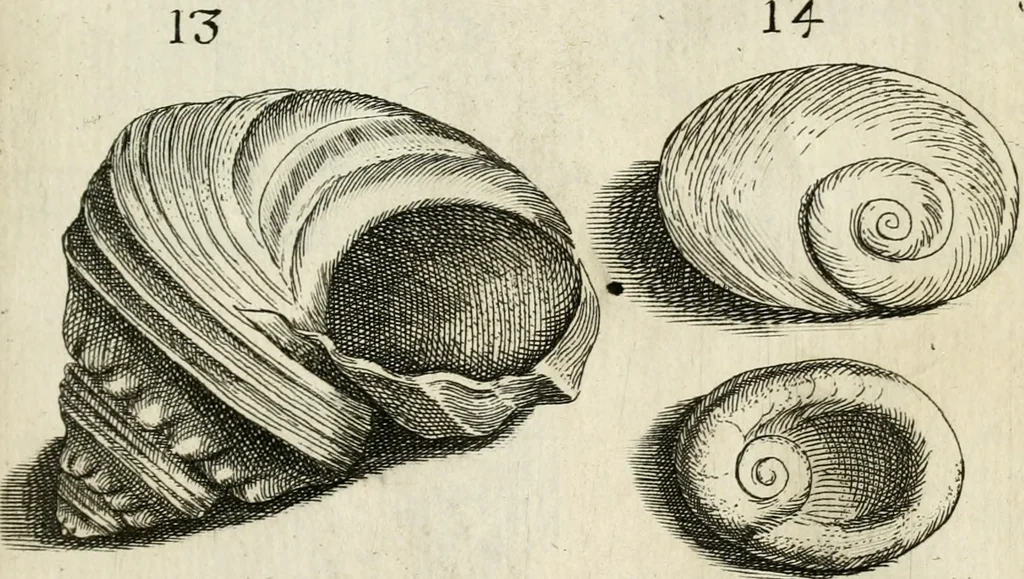 An illustration from Recreatio mentis, et oculi in observatione animalium testaceorum Italico sermone primum proposita ... nunc ... Latine oblata centum additis testaceorum iconibus .., 1684, leaf 383