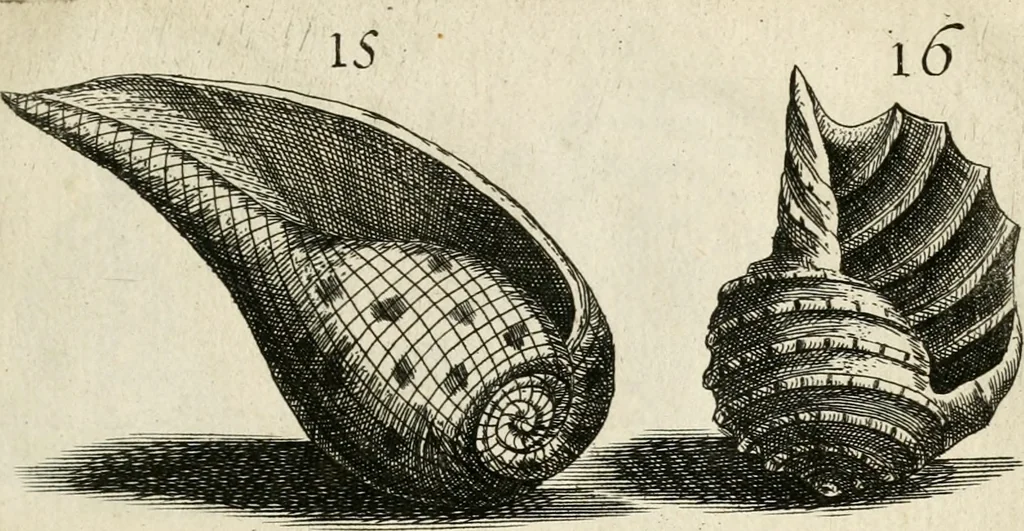 An illustration from Recreatio mentis, et oculi in observatione animalium testaceorum Italico sermone primum proposita ... nunc ... Latine oblata centum additis testaceorum iconibus .., 1684, leaf 385