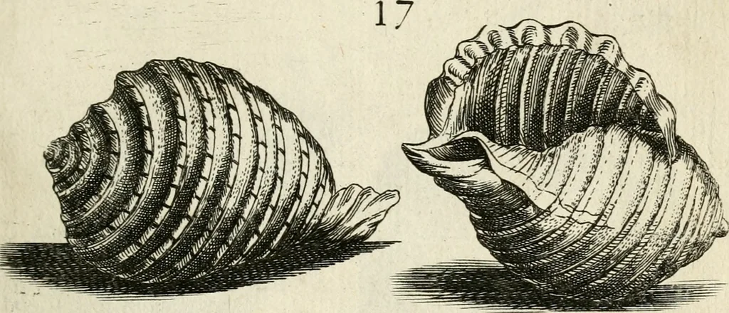 An illustration from Recreatio mentis, et oculi in observatione animalium testaceorum Italico sermone primum proposita ... nunc ... Latine oblata centum additis testaceorum iconibus .., 1684, leaf 385