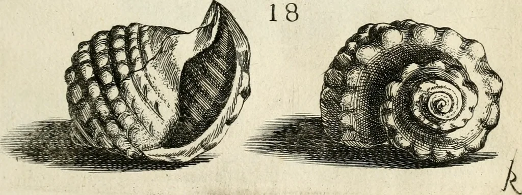 An illustration from Recreatio mentis, et oculi in observatione animalium testaceorum Italico sermone primum proposita ... nunc ... Latine oblata centum additis testaceorum iconibus .., 1684, leaf 385