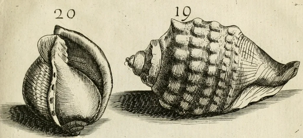 An illustration from Recreatio mentis, et oculi in observatione animalium testaceorum Italico sermone primum proposita ... nunc ... Latine oblata centum additis testaceorum iconibus .., 1684, leaf 387