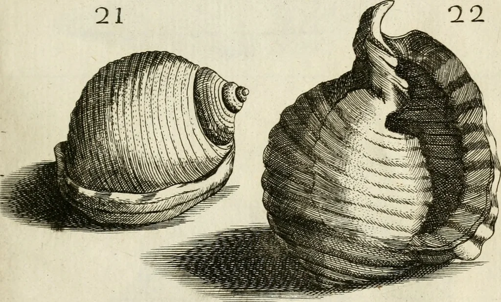 An illustration from Recreatio mentis, et oculi in observatione animalium testaceorum Italico sermone primum proposita ... nunc ... Latine oblata centum additis testaceorum iconibus .., 1684, leaf 387
