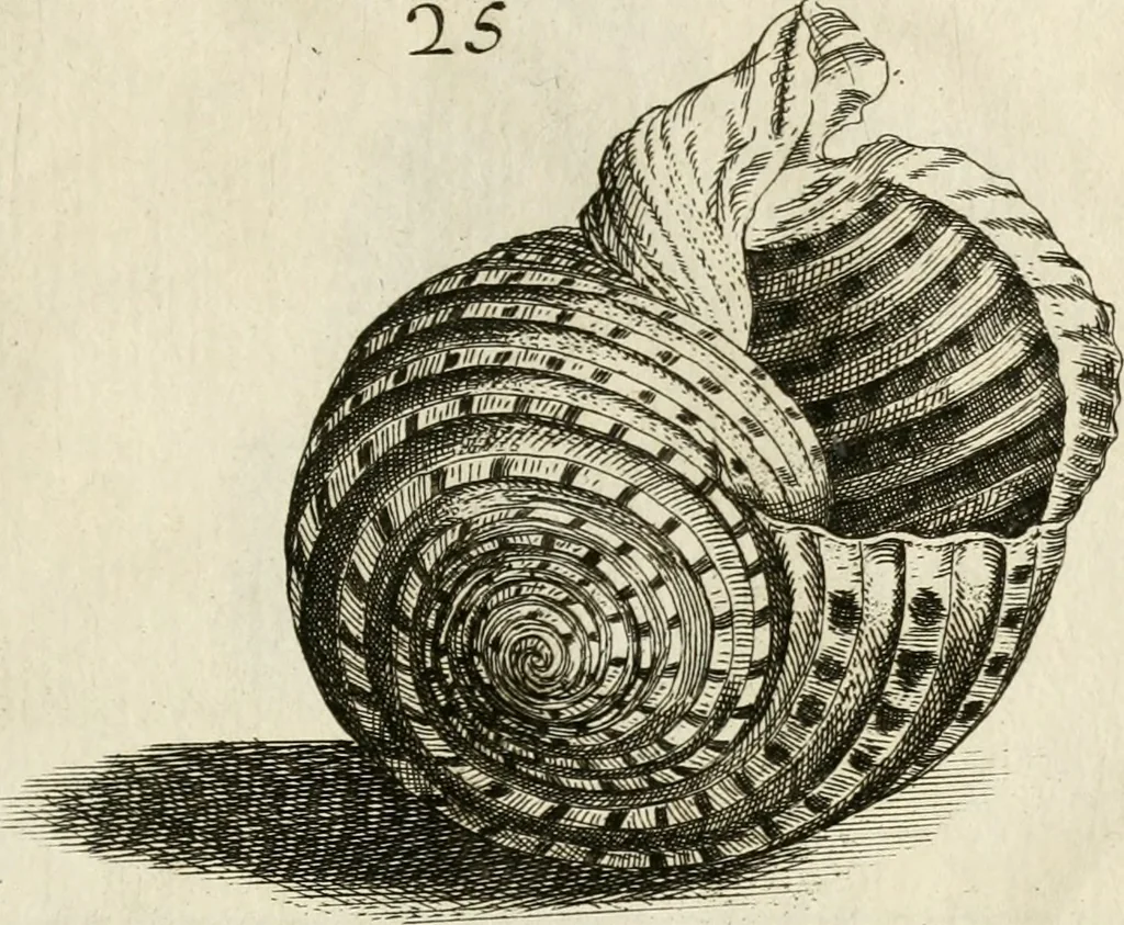 An illustration from Recreatio mentis, et oculi in observatione animalium testaceorum Italico sermone primum proposita ... nunc ... Latine oblata centum additis testaceorum iconibus .., 1684, leaf 389